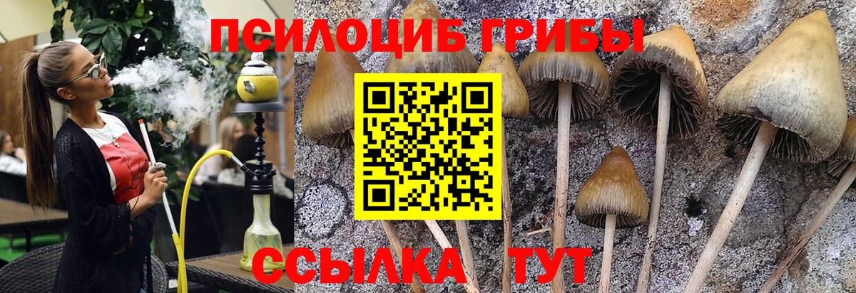 Псилоцибиновые грибы Psilocybe  Вход с VPN  Псилоцибиновые грибы Psilocybe  Похвистнево 